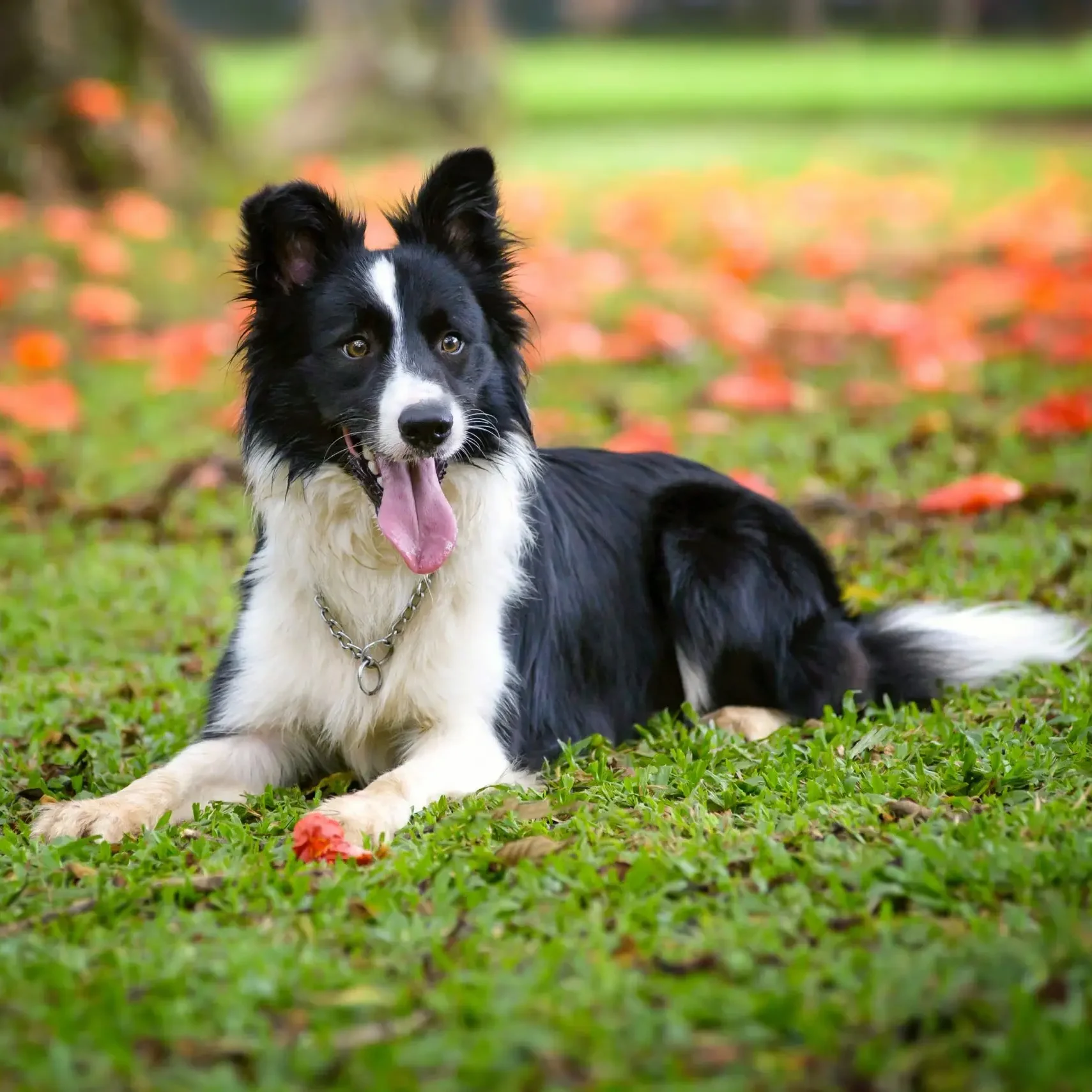Border Collie