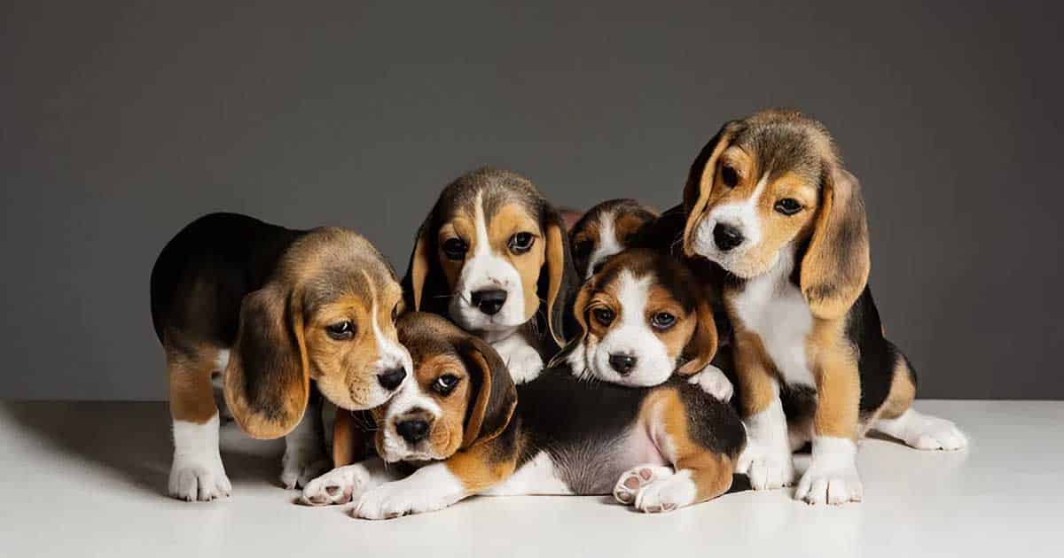 เลี้ยงในคอนโด