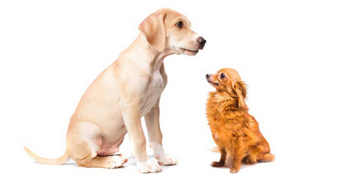 เลี้ยงในคอนโด